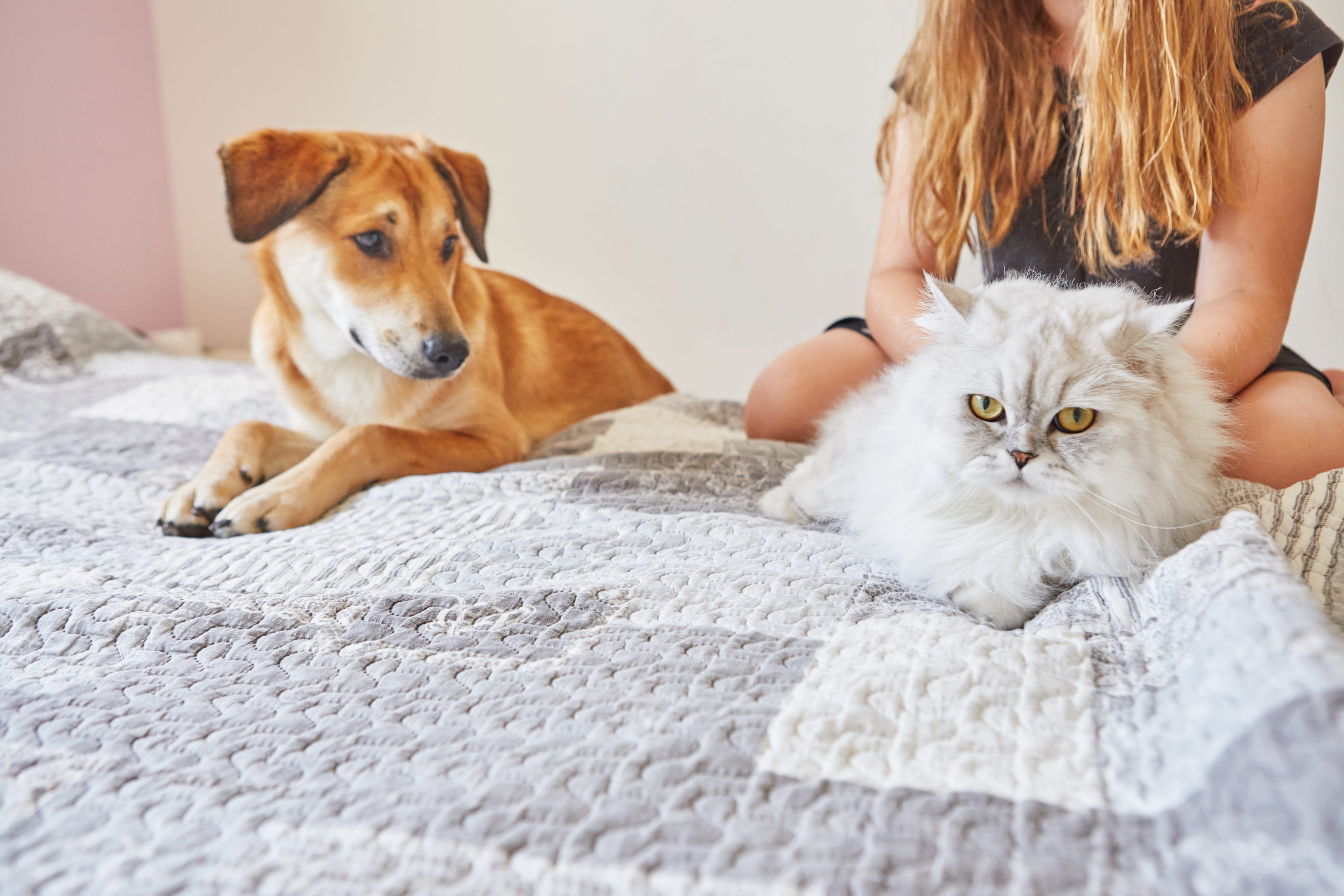 Gato y perro sobre la cama
