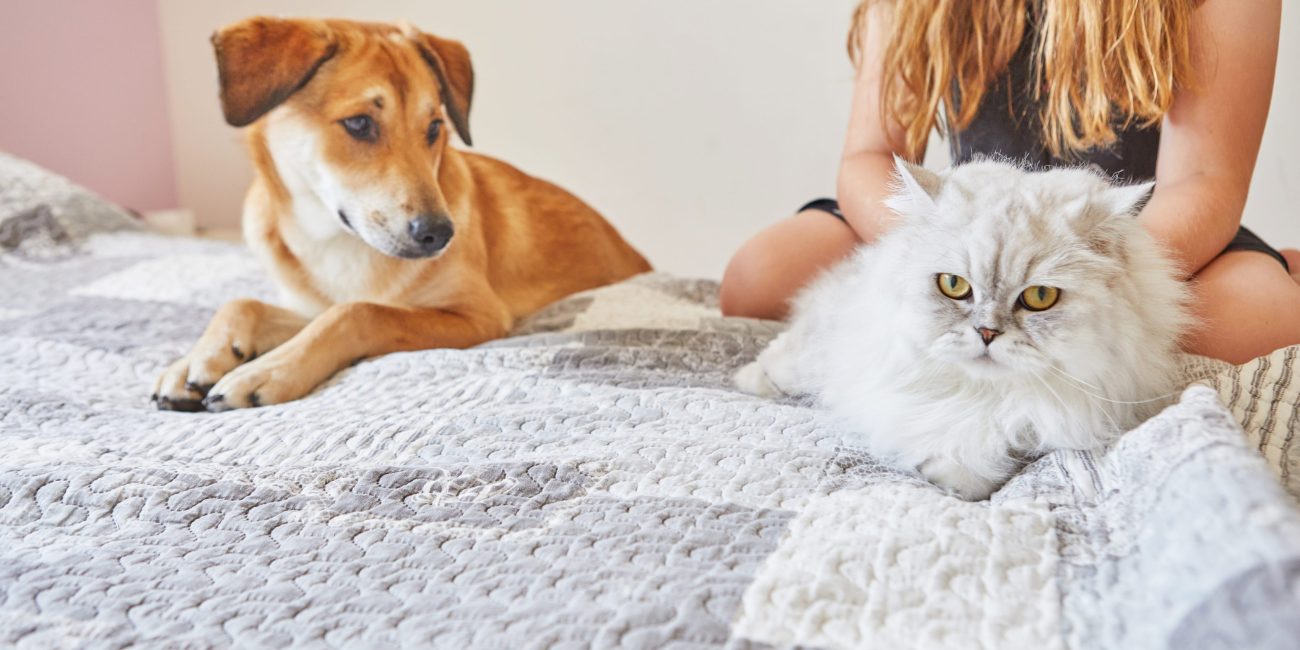 Gato y perro sobre la cama