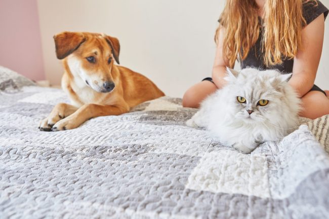 Gato y perro sobre la cama