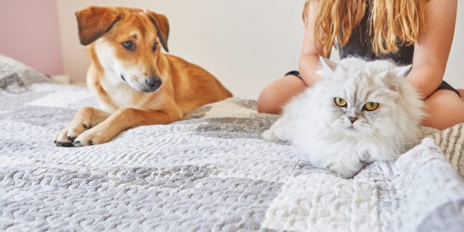 Gato y perro sobre la cama
